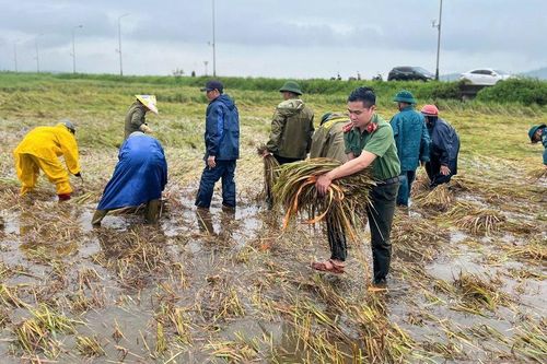 Mưa lũ và triều cường trắng cánh đồng, công an dầm mình giúp dân 'cứu' lúa