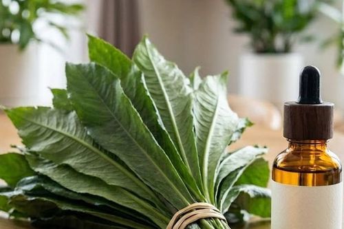 Lợi ích bất ngờ của lá xương sông nhờ tinh dầu đặc biệt