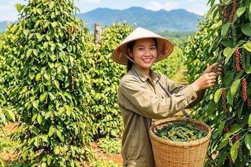 Giá hồ tiêu hôm nay 19.9.2026 neo vùng 137.000–141.000 đồng/kg