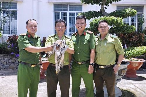 Người dân An Giang tự nguyện giao nộp chim diều hoa Miến Điện và cầy hương