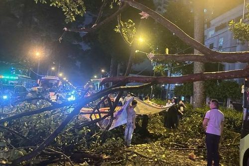 Lại có người chết vì cây gãy: Bao giờ rủi ro được chặn trước cơn giông?