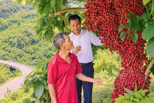 Dâu rừng đỏ mọng trên vùng núi Quảng Ngãi