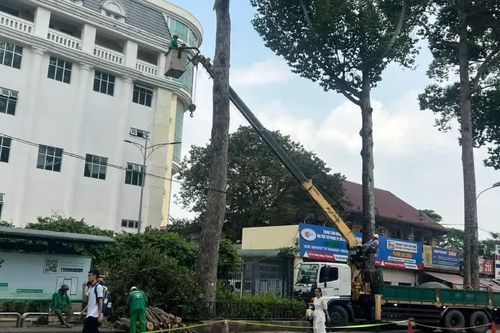 Vụ nhánh cây rơi khiến 1 người đi xe máy tử vong: Nguy cơ từ nhiều cây già cỗi