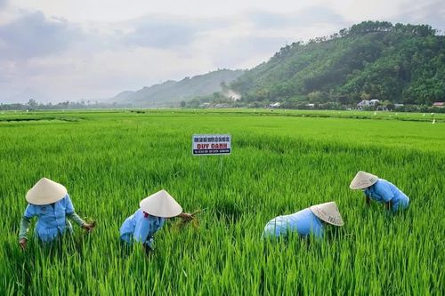 Đào tạo nghề gắn với sinh kế cho lao động nông thôn