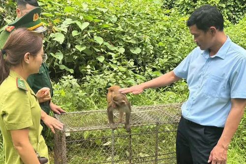 Người dân tự nguyện giao nộp khỉ vàng để thả về tự nhiên