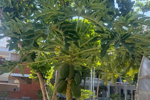Người bị ung thư uống lá đu đủ: Chuyên gia nói gì?