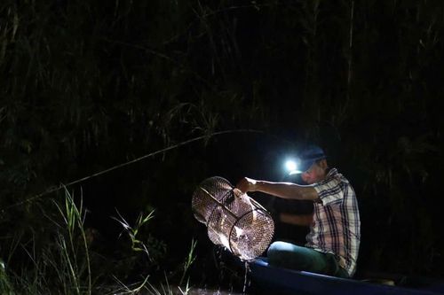 Lần theo dấu 'thần rừng' giữa cánh rừng U Minh Hạ