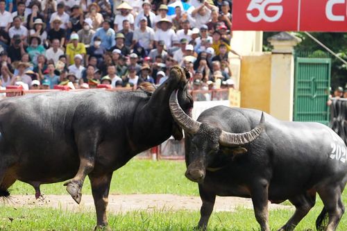 Mãn nhãn những kháp đấu dũng mãnh tại lễ hội chọi trâu Đồ Sơn