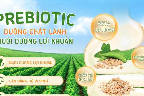 Đậu nành và yến mạch: Góc nhìn mới về sức khỏe hệ vi sinh đường ruột