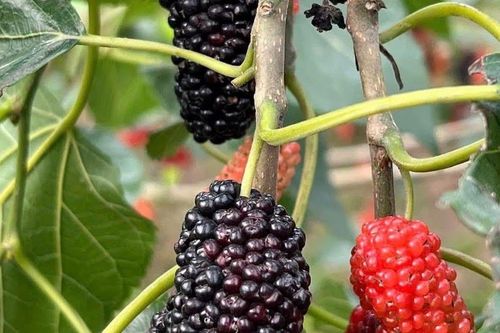 Hai loại cây quen thuộc nên sử dụng trong mùa thu