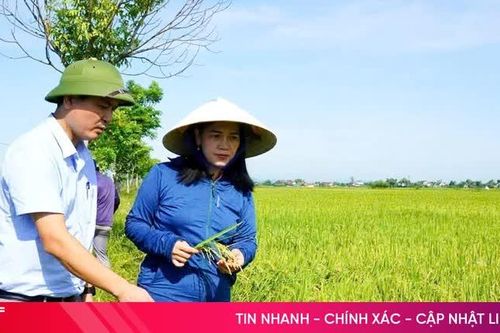 Tưới ngập - khô xen kẽ, giảm phát thải trên đồng ruộng Xuân Lộc