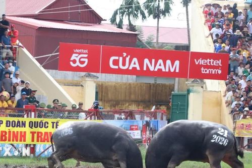 15 'ông trâu' tranh tài tại vòng chung kết Lễ hội chọi trâu Đồ Sơn
