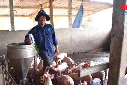 Công nghệ sinh học mở hướng chăn nuôi thân thiện môi trường
