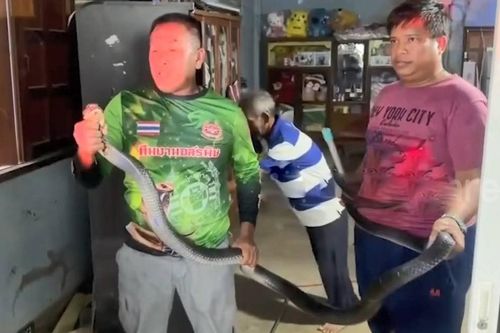 Bắt sống rắn hổ mang chúa dài 3,6 mét ẩn nấp sau tủ quần áo