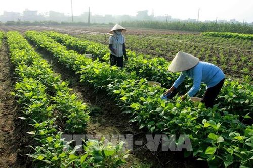 Phát triển nông nghiệp tuần hoàn đa giá trị - Bài cuối: Biến tiềm năng thành giá trị thực tế