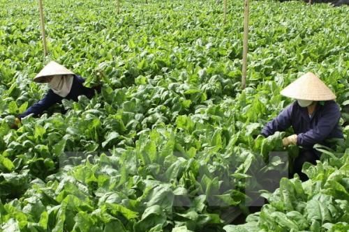 Phát triển nông nghiệp tuần hoàn đa giá trị - Bài 1: Đưa nông sản vào chuỗi giá trị mới