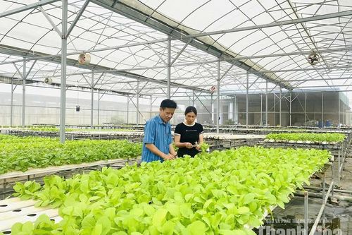Nghị quyết 20 tạo “luồng sinh khí mới" cho kinh tế tập thể