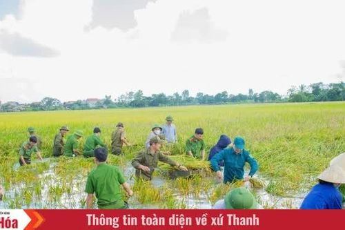 Xã Hậu Lộc huy động hơn 130 người gặt lúa giúp dân