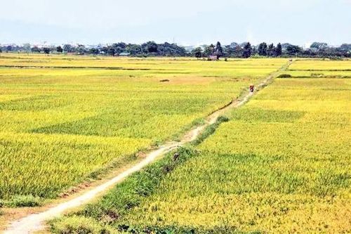Khúc ca mùa gặt