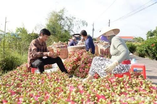 Giá thanh long dần phục hồi