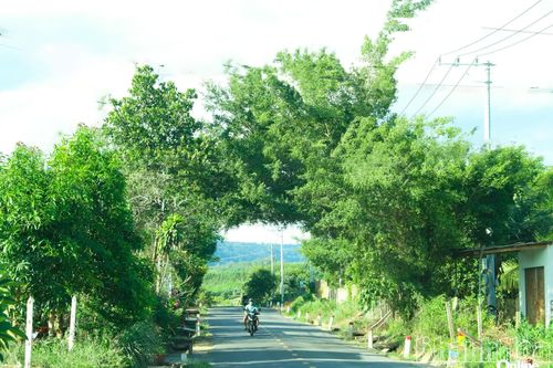 Những nẻo đường quê hương