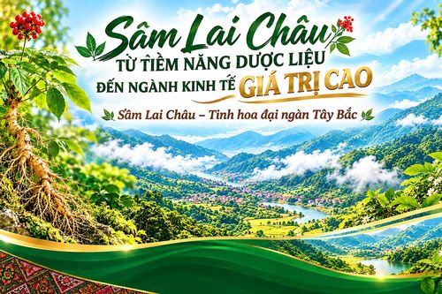 Sâm Lai Châu từ tiềm năng dược liệu đến ngành kinh tế giá trị cao