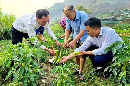 Lao Chải nâng giá trị nông nghiệp từ chuyển đổi cây trồng