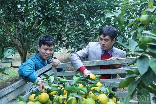 Xây dựng nông thôn mới ở Phúc Khánh: Trọng tâm là nâng cao thu nhập cho người dân