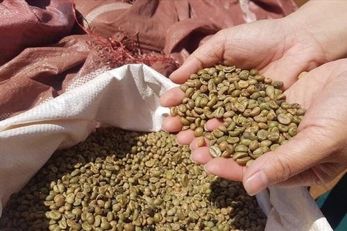 Giá cà phê hôm nay 19/9: Hồi phục sau ba tuần giảm mạnh