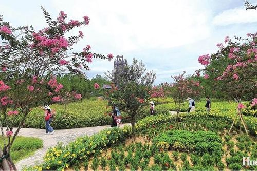 Hoa tử vi trên Cao Đỉnh