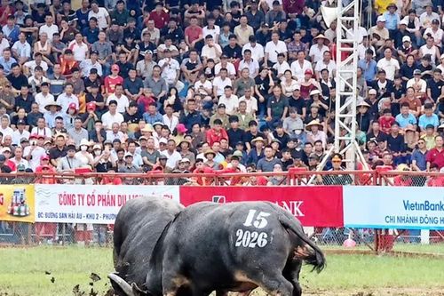 Hai vạn khán giả đổ về Đồ Sơn xem lễ hội chọi trâu