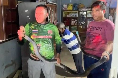 Nghe tiếng sột soạt, người phụ nữ tá hỏa phát hiện rắn hổ mang chúa dài 3,6 m sau tủ quần áo
