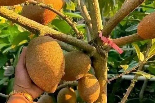 Loại quả xưa không ai biết đến nay thành đặc sản được ưa chuộng, trồng một lần thu hoạch nhiều năm, tốt cho sức khỏe