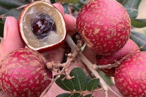 Loại quả xưa ít người biết, nay thành đặc sản tím lịm từ ngoài vỏ, bổ ra bên trong càng bất ngờ