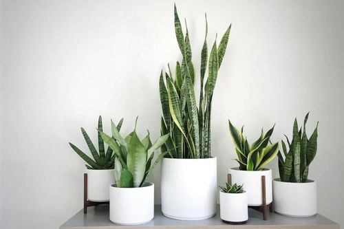 5 loại cây cảnh nên trồng trong nhà để không khí trong lành, dễ chịu hơn