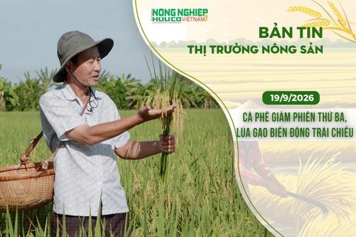 Thị trường nông sản 19/9/2026: Cà phê giảm phiên thứ ba, lúa gạo biến động trái chiều