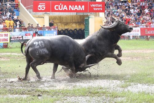Những màn quyết đấu nảy lửa tại Lễ hội Chọi trâu Đồ Sơn – VTV 2026
