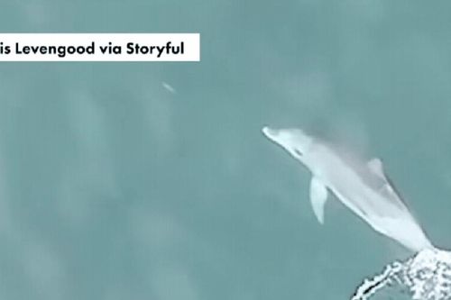 Camera vô tình bắt gặp cảnh tượng lạ giữa đại dương: Một sự thật mới về cá heo