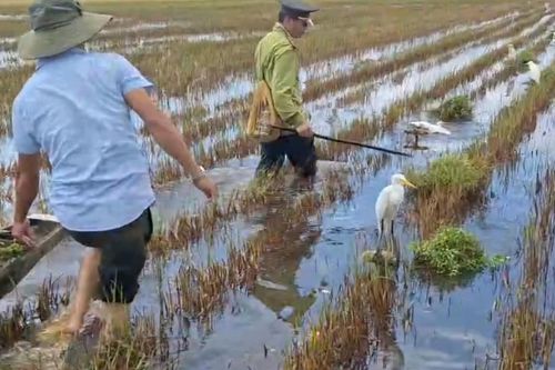 Clip gỡ loạt bẫy kẹp nguy hiểm 'săn' chim trời được nguỵ trang giữa ruộng ở Huế