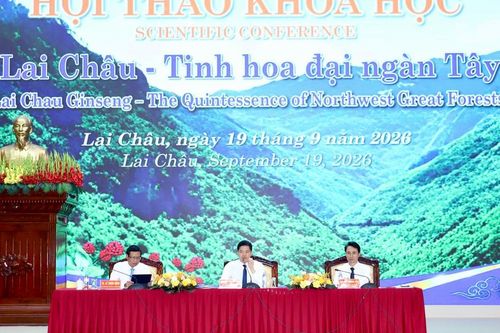 Phát triển Sâm Lai Châu: Bàn giải pháp từ nguồn giống đến sản phẩm