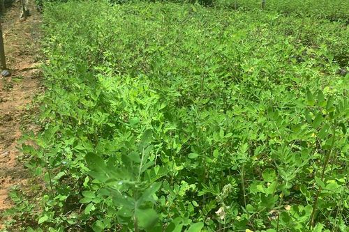 Phát huy lợi thế dược liệu, nâng tầm giá trị y học cổ truyền Việt Nam