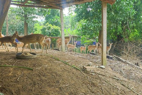 Chăn nuôi bước vào cuộc đua chất lượng