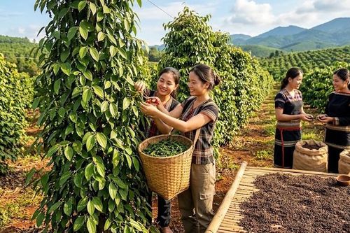 Giá hồ tiêu hôm nay 20.9.2026 chưa đổi, thị trường chờ lực mua mới
