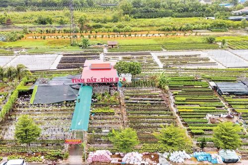 Nâng tầm di sản làng hoa Sa Đéc