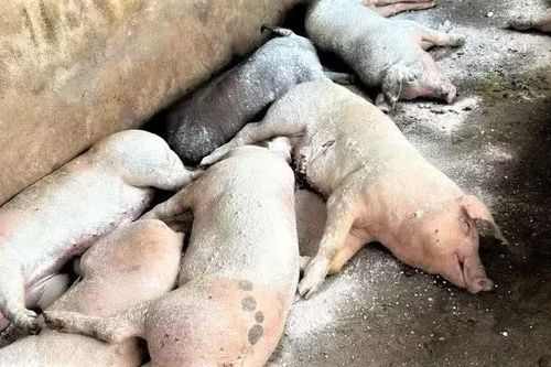 Dịch tả lợn châu Phi tái phát ở Nghệ An