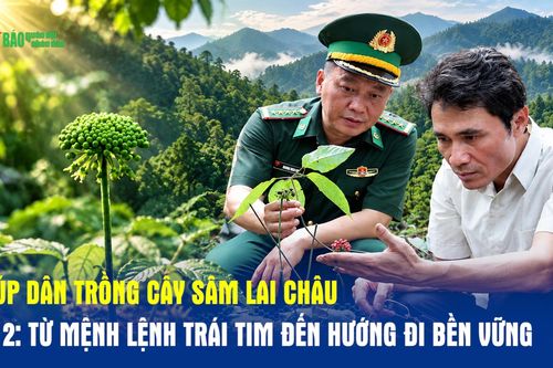 Giúp dân trồng cây sâm Lai Châu (kỳ 2): Từ mệnh lệnh trái tim đến hướng đi bền vững