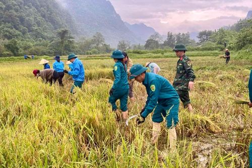 Quảng Trị: Bộ đội, dân quân giúp dân gặt lúa 'chạy lũ'