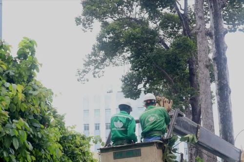 Cắt tỉa cành hàng ngàn cây cổ thụ ở TPHCM