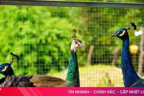 Vườn thú 'Bách Điểu' - điểm đến mới ở Hà Tĩnh