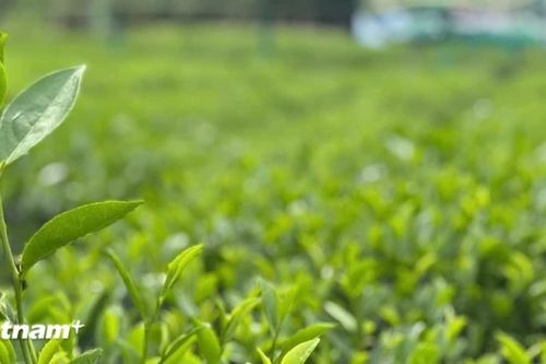 Khi chè Thái Nguyên trở thành thương hiệu của cả một vùng đất